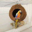 Natural Coconut Shell