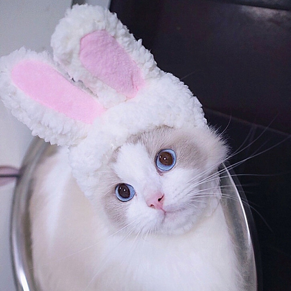 Bunny Ear for Cat